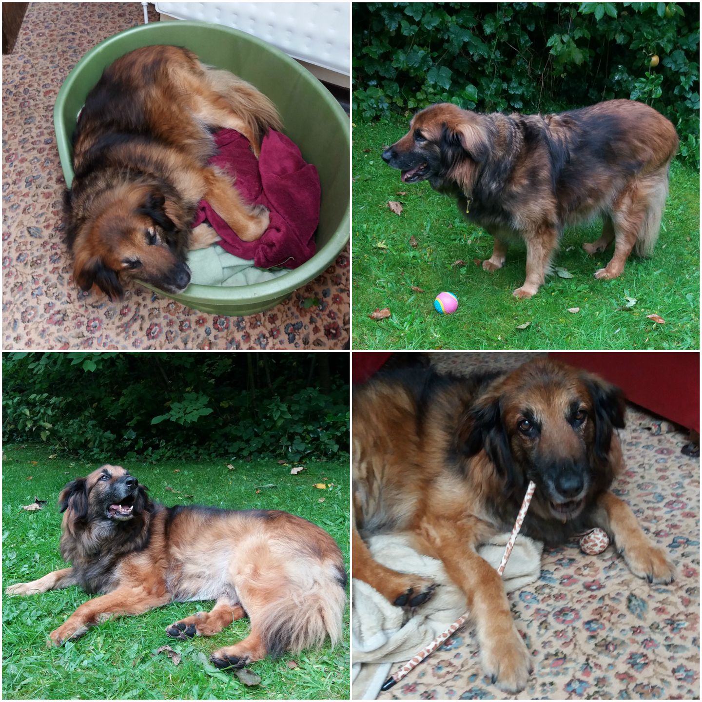 Freshfields Animal Rescue - FANTASTIC NEWS FOR FLOYD! - LIVERPOOL We ...