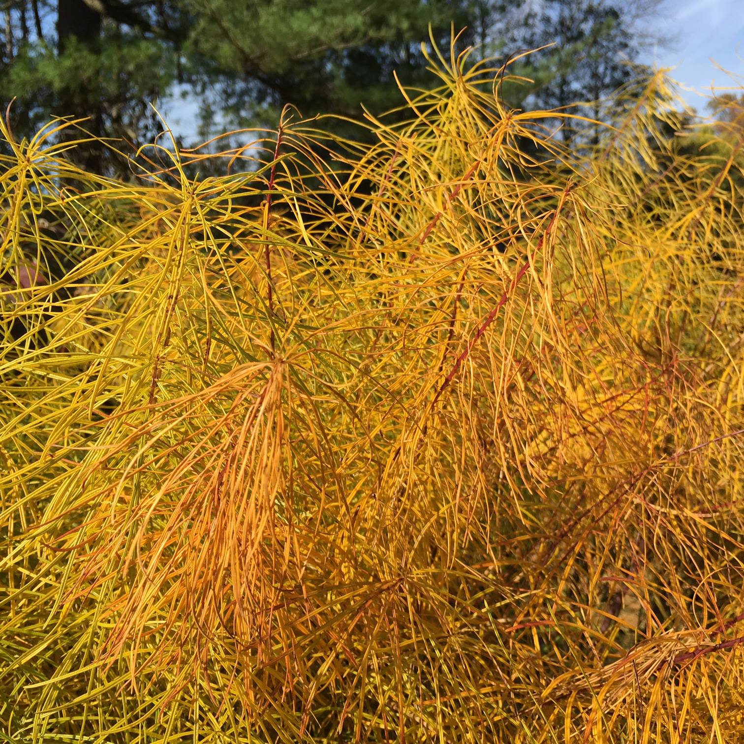 The autumn sun really makes color... - Behmerwald Nursery