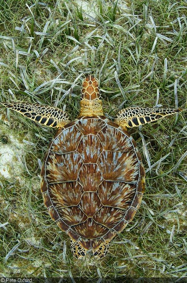 Did you know that green sea... - Turtles in Trouble Research | Facebook