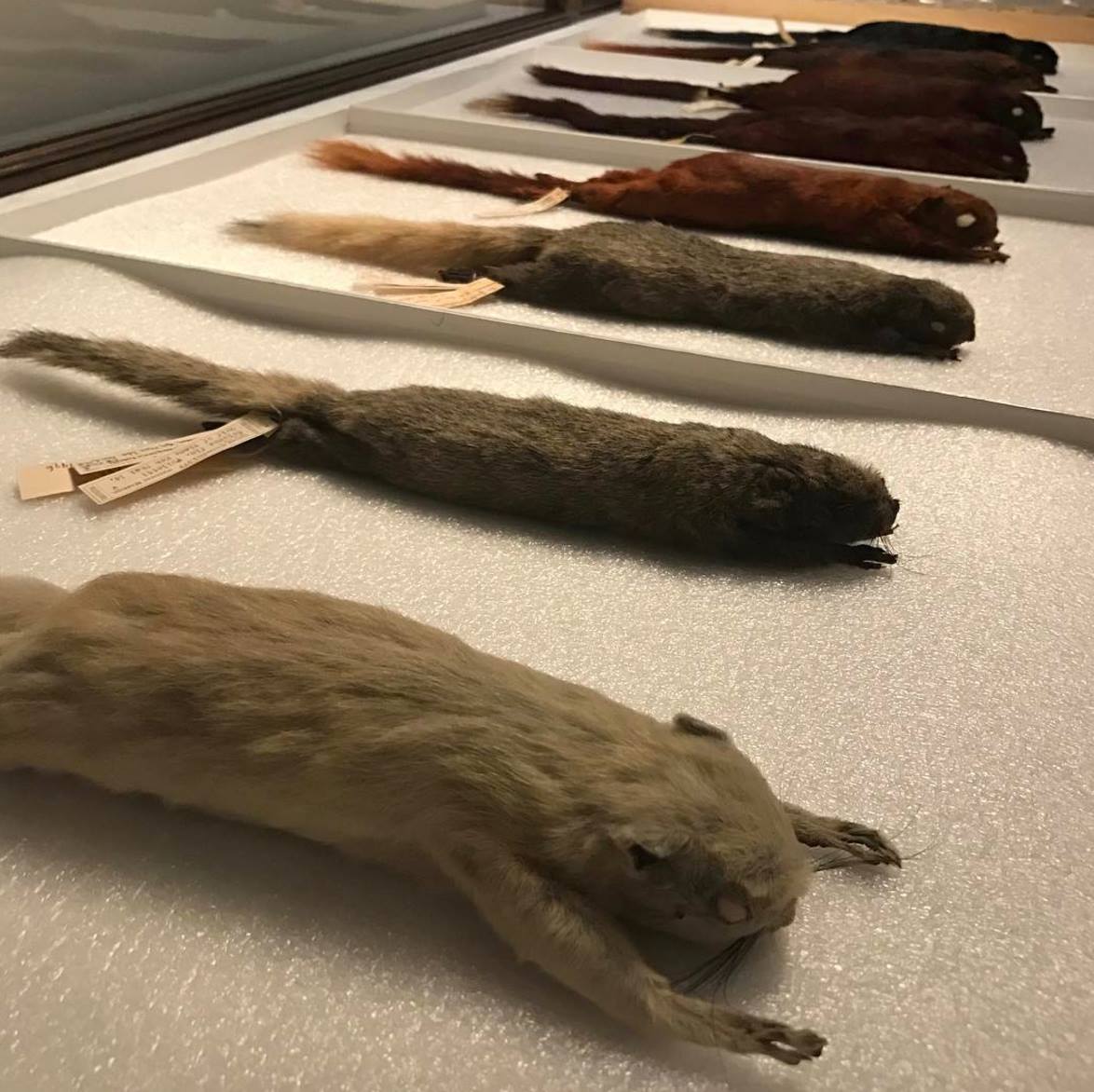 Field Museum - Finlayson's squirrel is know for its extreme color ...