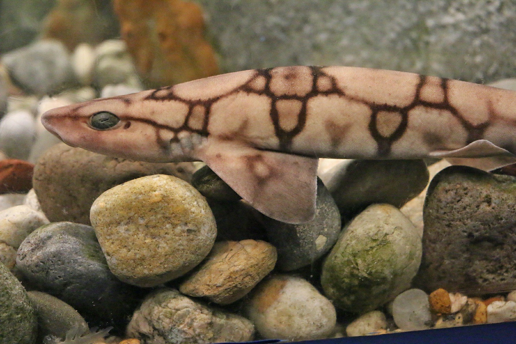 Akron Zoo - Our new exhibit, Curious Creatures, opens in...