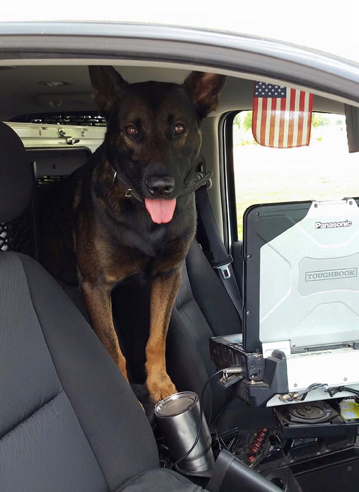 K9 Sasha