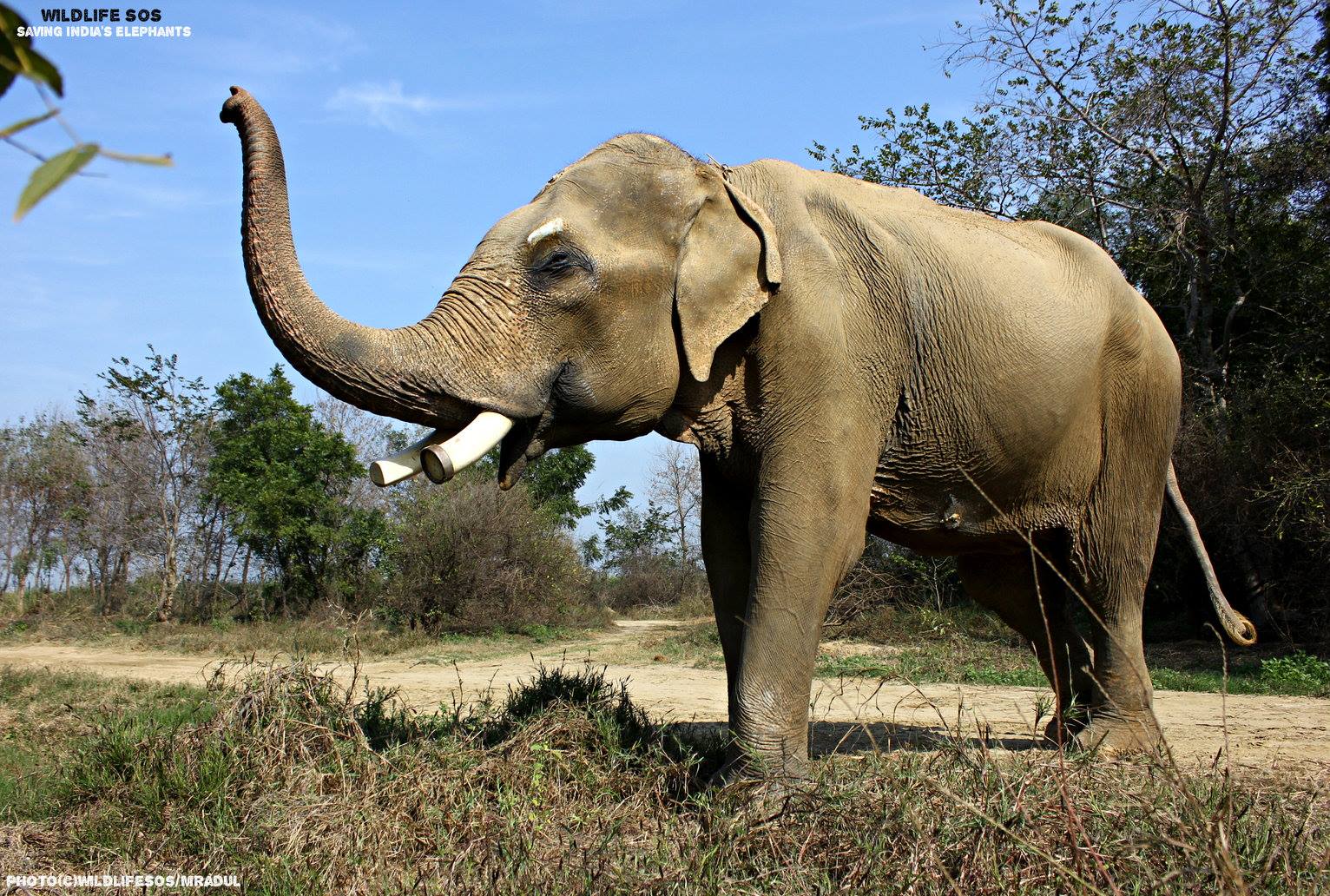 Wildlife SOS - #TrunksUp! We caught our handsome tusker, Mohan waving ...
