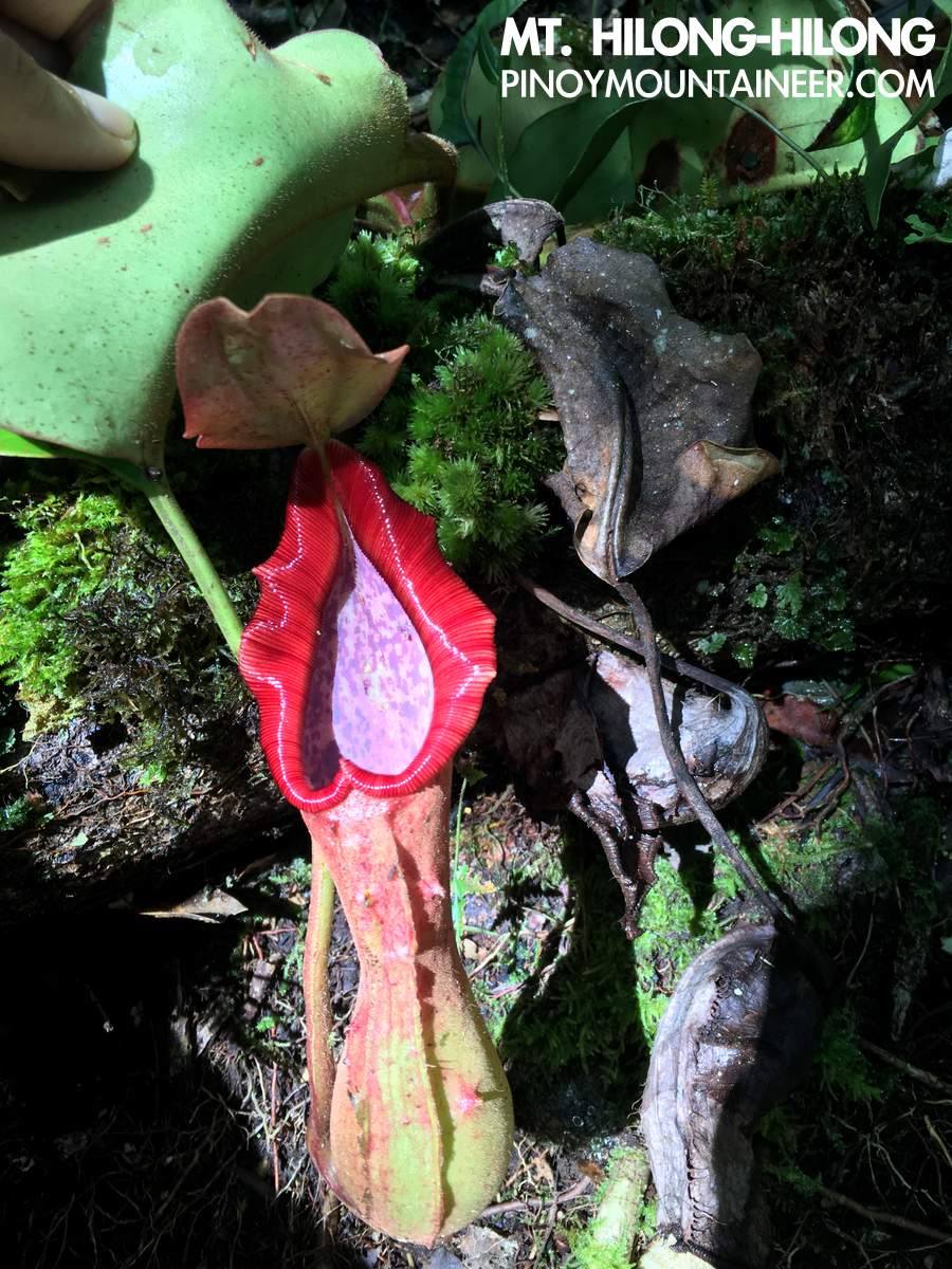 Spotted: Pitcher plant (Nepenthes sp.)... - Pinoy Mountaineer | Facebook