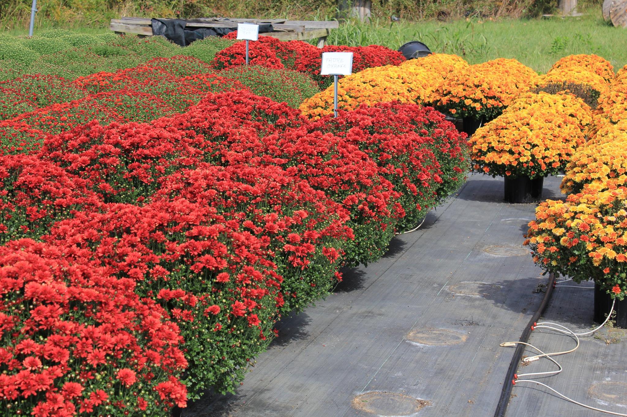 Mum hill in bloom at Ott's exotic plants