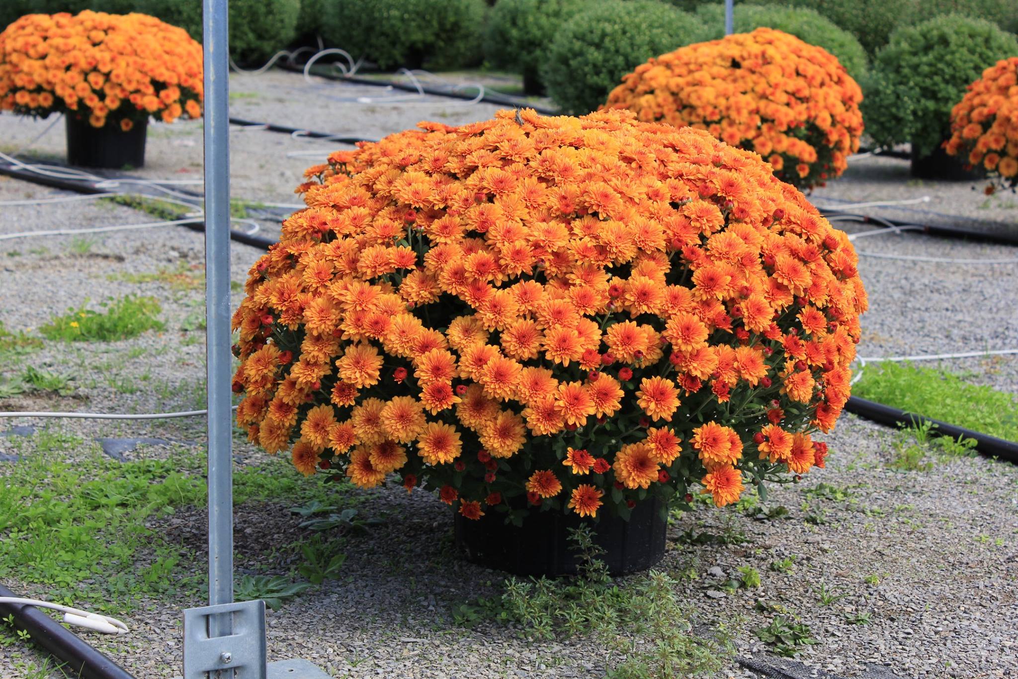 Mum hill in bloom at Ott's exotic plants