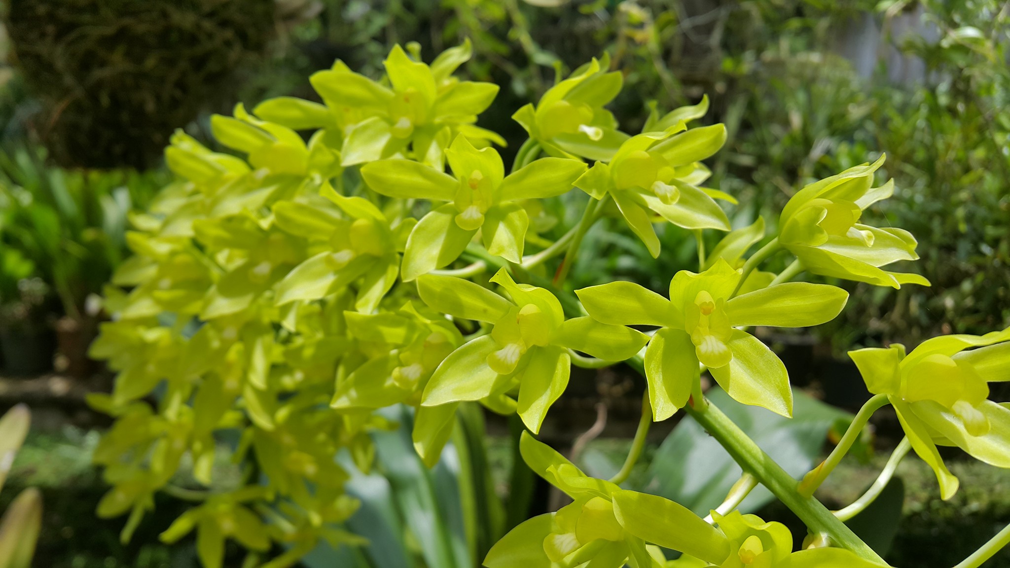 Grammatophyllum scriptum var. citrinum with 27 flower spikes