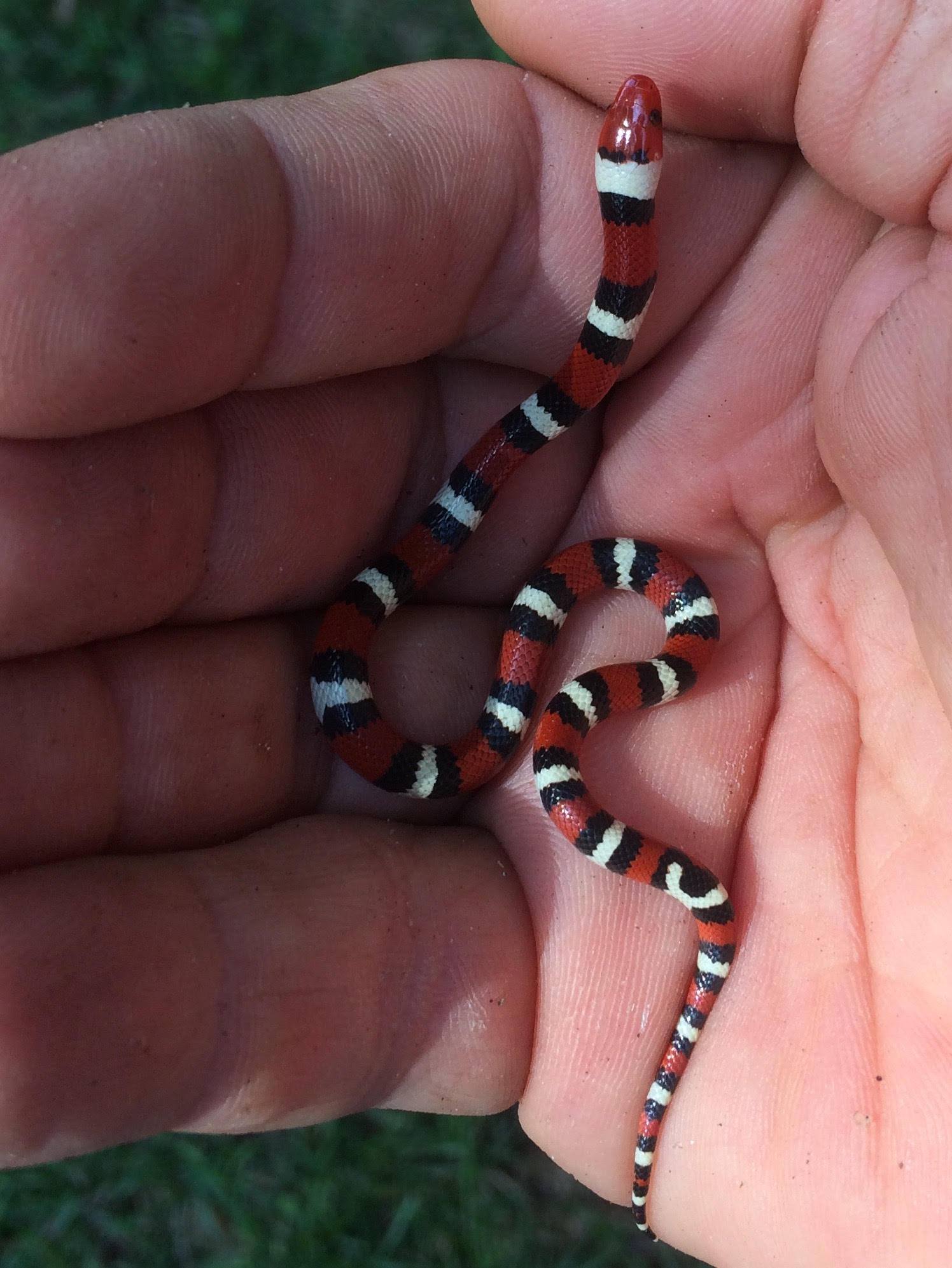 Alachua Conservation Trust - Red touches Black, A Friend of Jack. This ...
