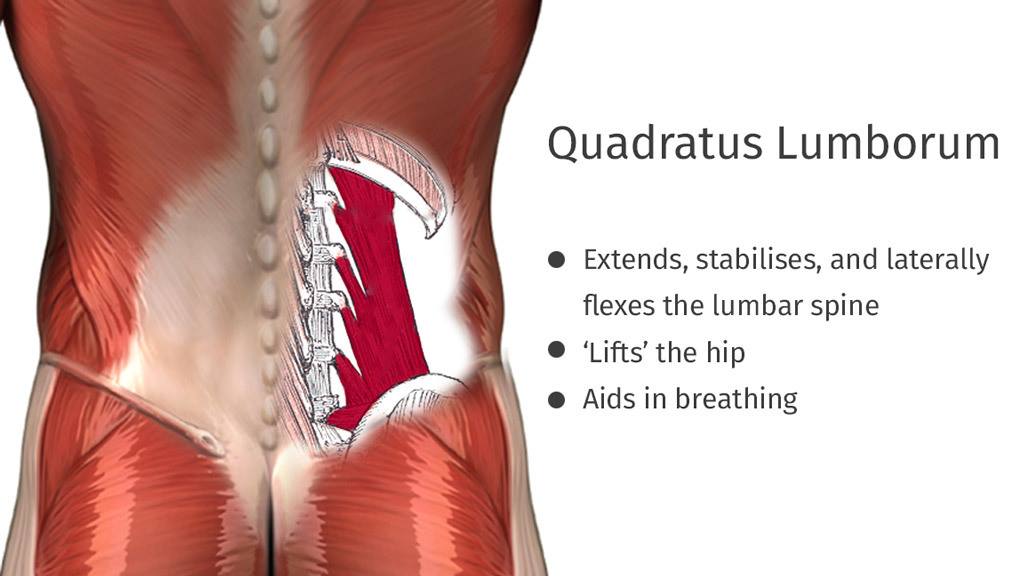 NeuroKinetic - One of my go to muscles for Low Back Pain (LBP) is the ...