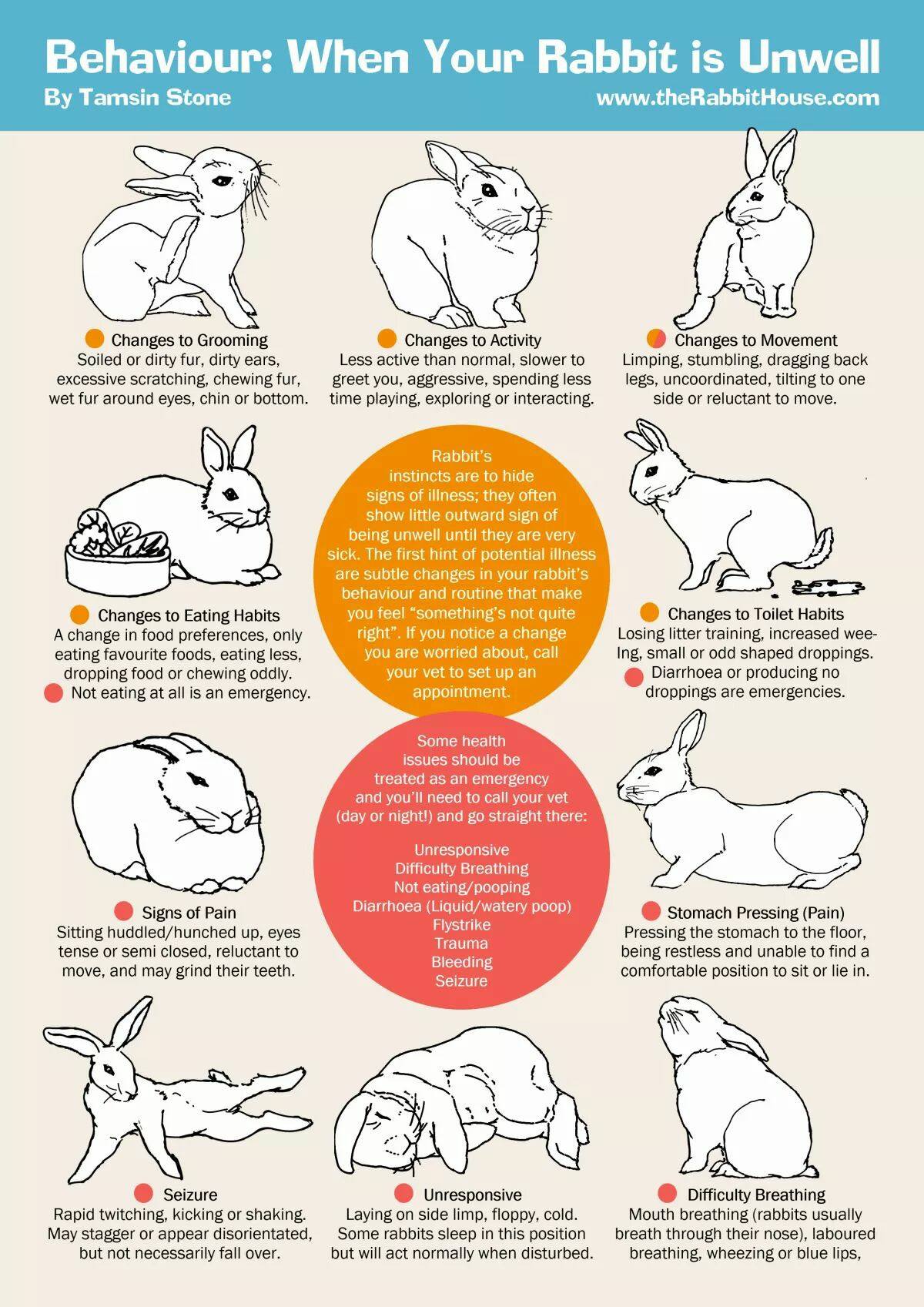 British - Great advice on spotting if your rabbit is poorly. | Facebook