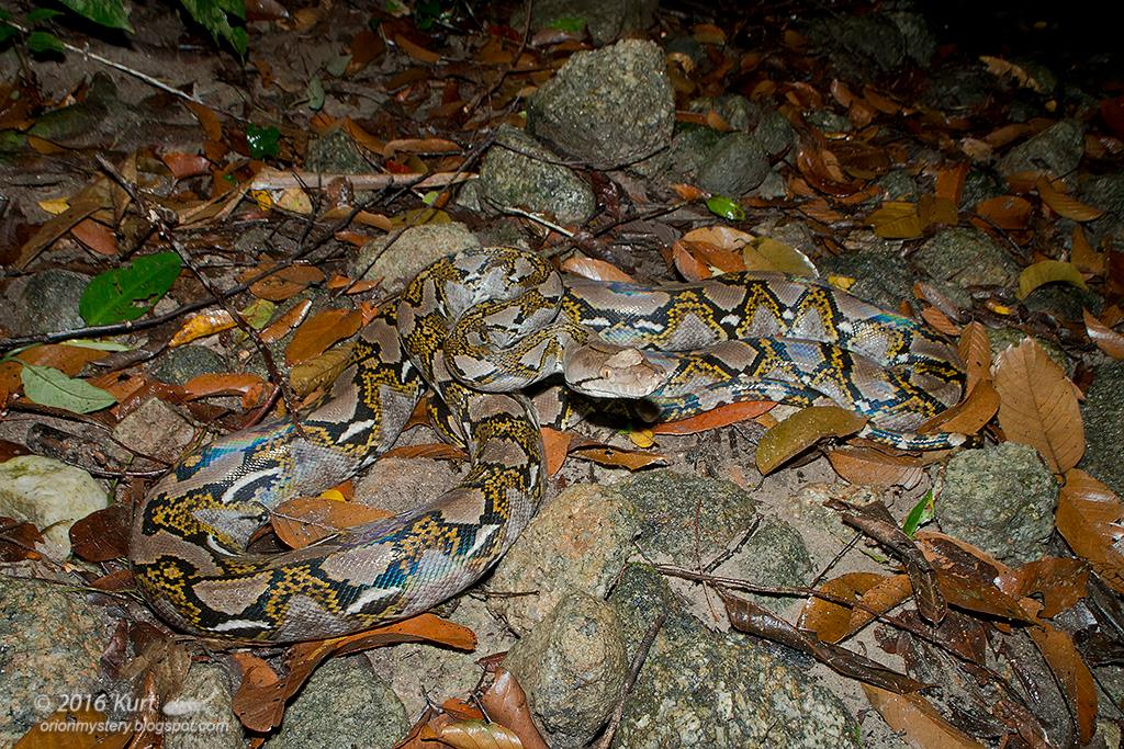 Kurt - Reticulated Python (Malayopython reticulatus) with a bit of head ...