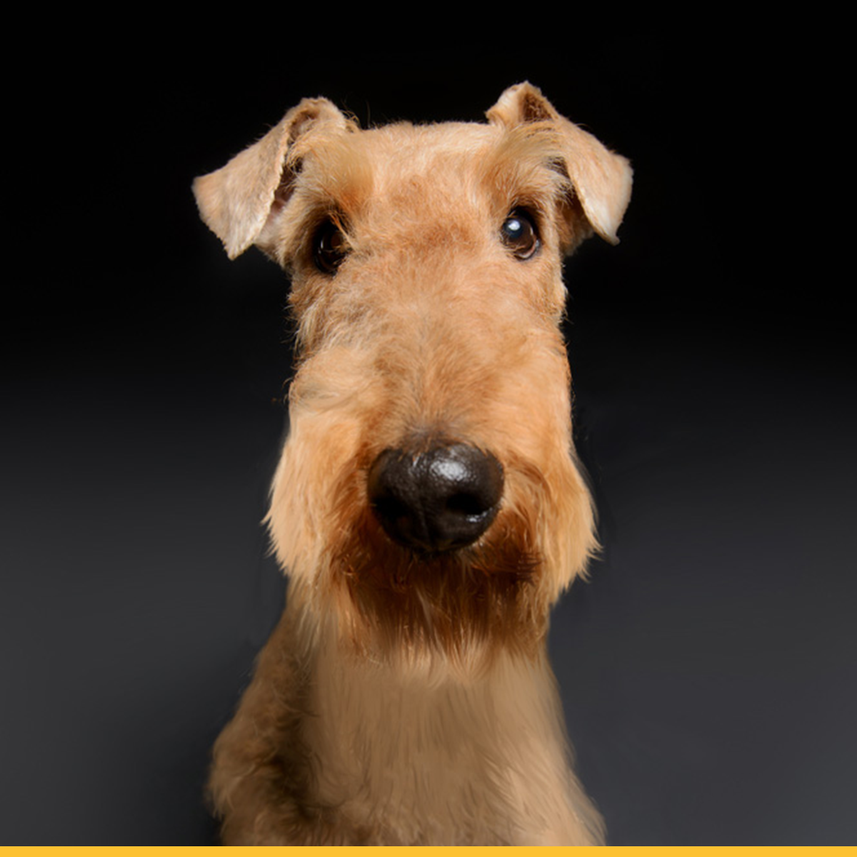 How Big Do Airedale Terriers Grow
