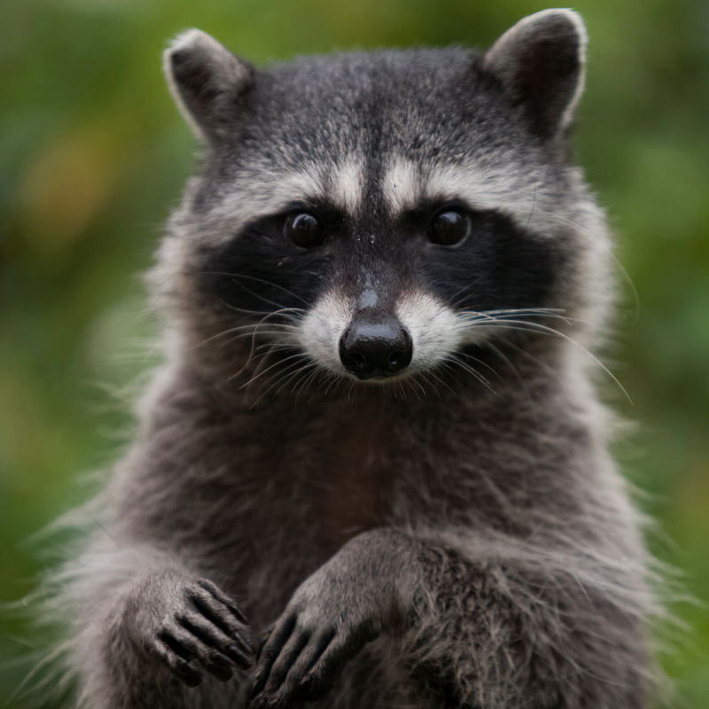U.S. - The raccoon's Latin name, (lotor), means 