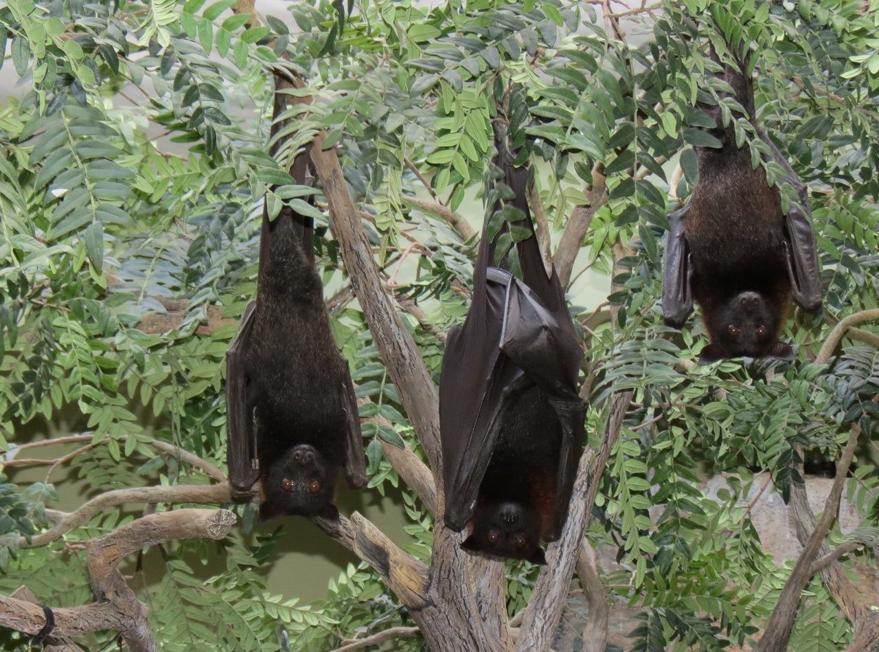 National Aviary - How do bats hang upside down without... | Facebook