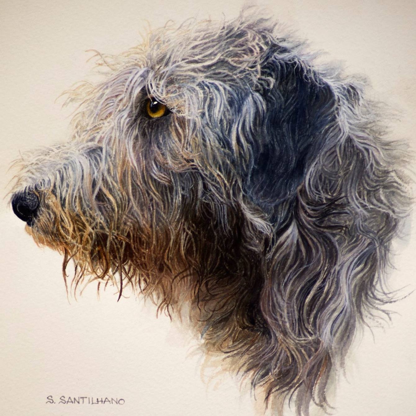 Wolfhound Poetry | **The Tortoise Dance** | Facebook