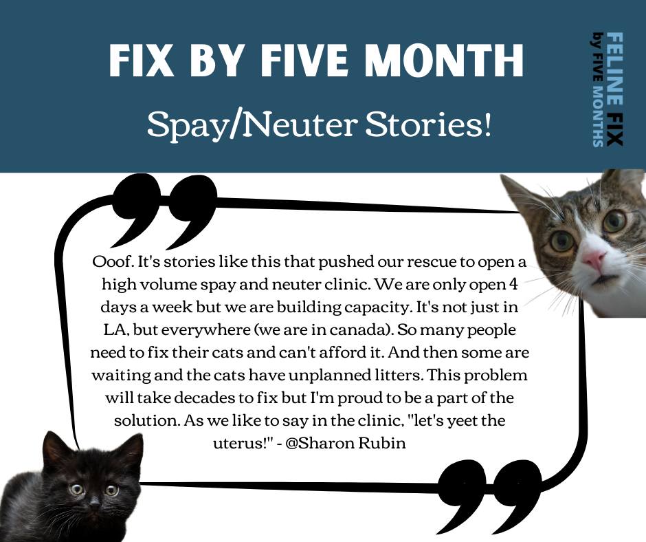Feline Fix by Five