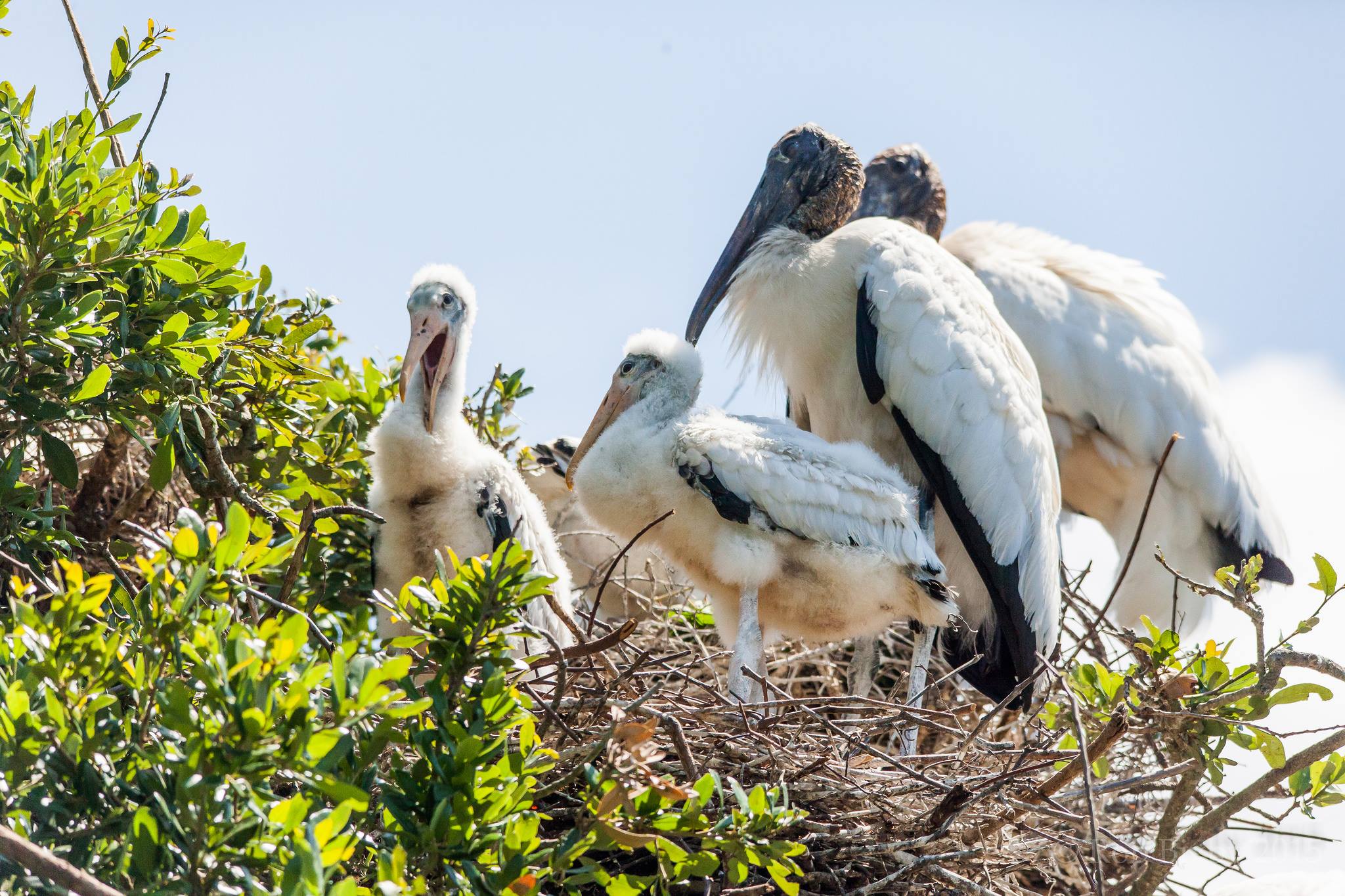 Jacksonville - Wood storks have a special place in our hearts at the ...