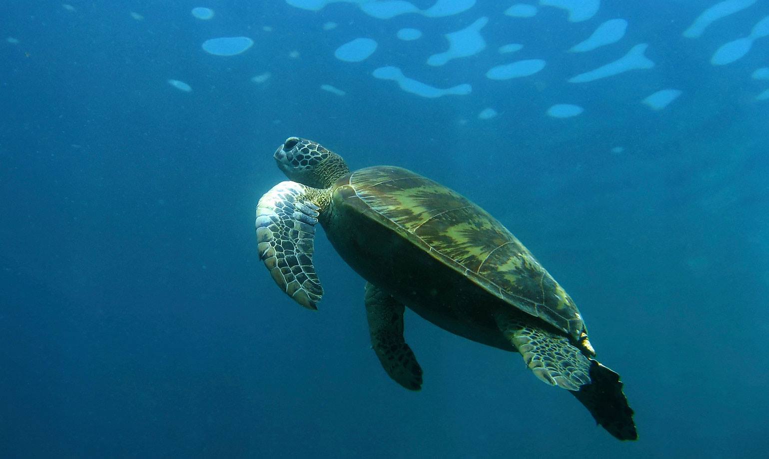 Houston Zoo - Did you know, there are five species of sea turtles that ...