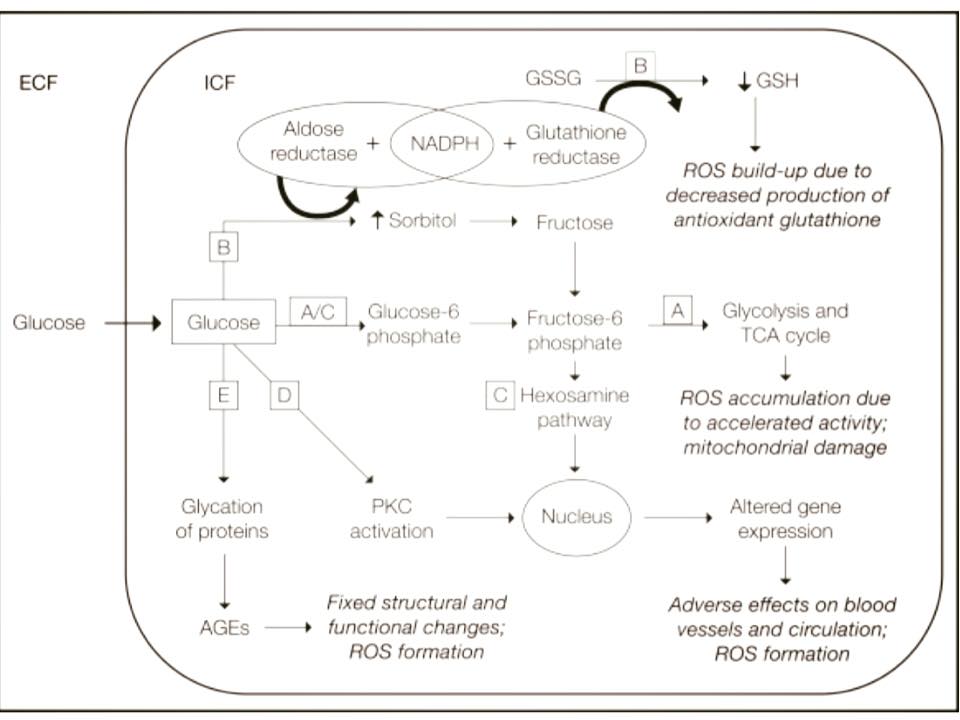 glutathione glucose Scatterplots of fasting blood with concentration in Lactate, alanine, glutamate, and glutathione