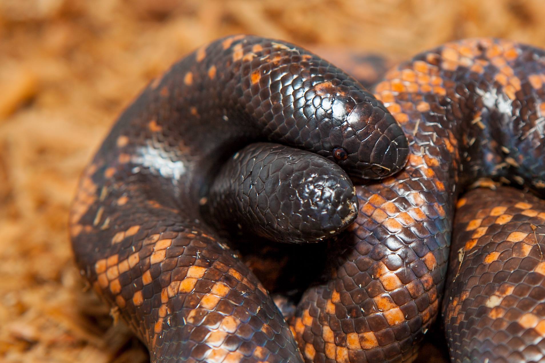 CALABARS "TWO HEADED" PYTHONS... - Outback Reptiles | Facebook