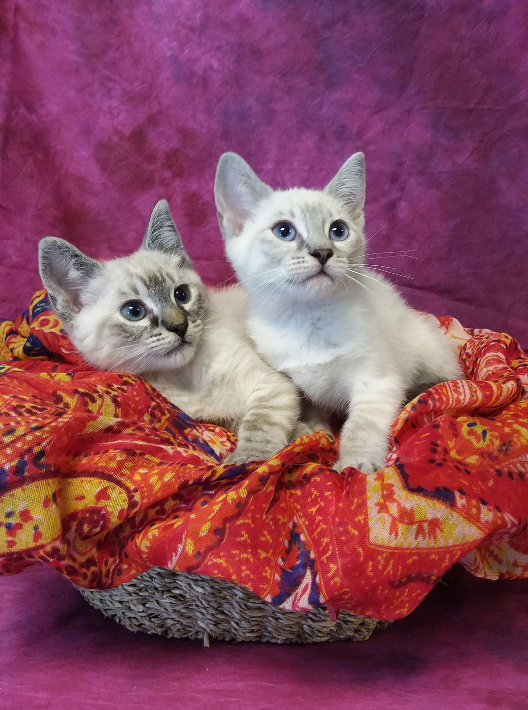 Nothing like kitty love251 937 8811