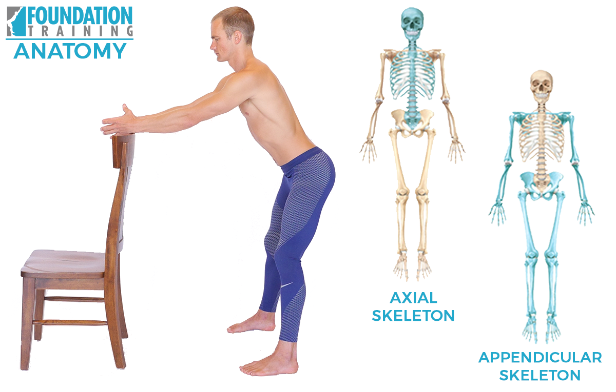 Foundation Training - Foundation Training Science Sunday! The Axial ...
