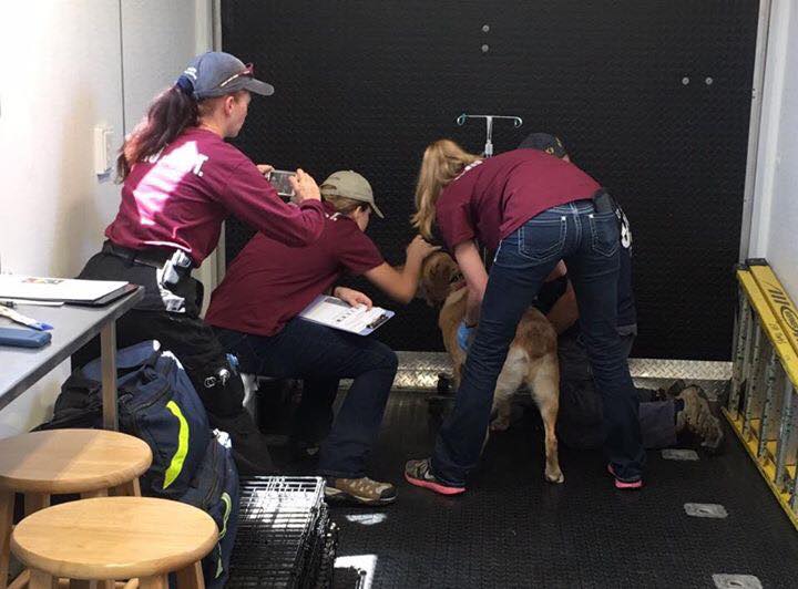 From the Texas A&M Veterinary Emergency Team: "A small team of #VET ...