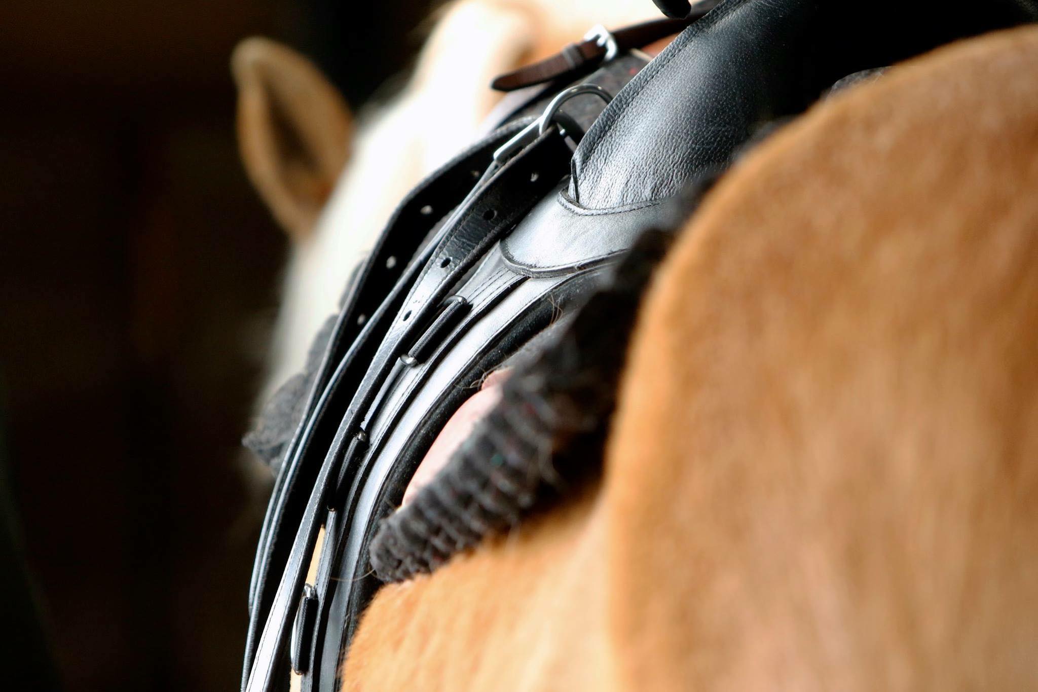 Beautiful professional photo of... - Action Rider Tack