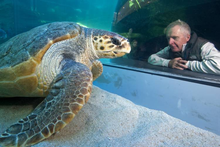 Turtles