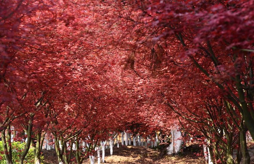 China Daily - China shows of its beauty in spring Photos...