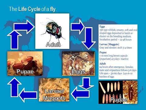 National Committee on Urban Pest Control Training Institute - Flies ...