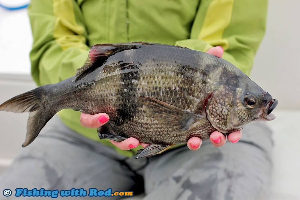 Pile perch, is one of several perch... - Fishing with Rod