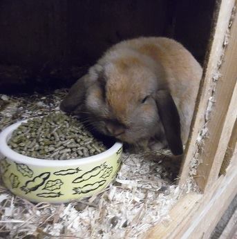 Greenwich rabbit rescue | Facebook