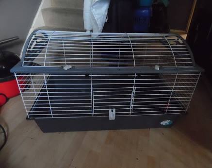 Greenwich rabbit rescue | Facebook