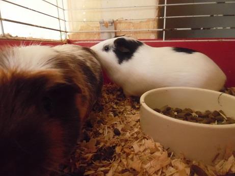 Greenwich rabbit rescue | Facebook