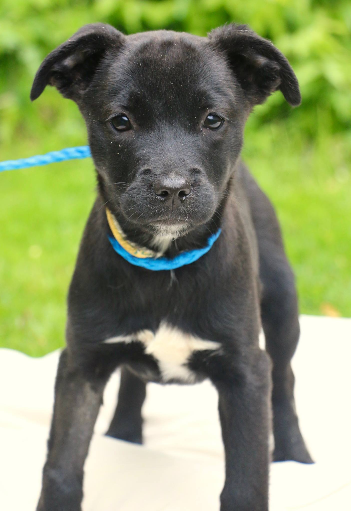 Meet Nina! 🐾 Nina came to us from county animal control after