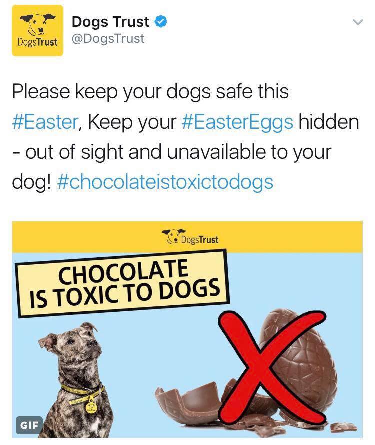 Thumbnail for How To Keep Dogs Safe From Chocolate