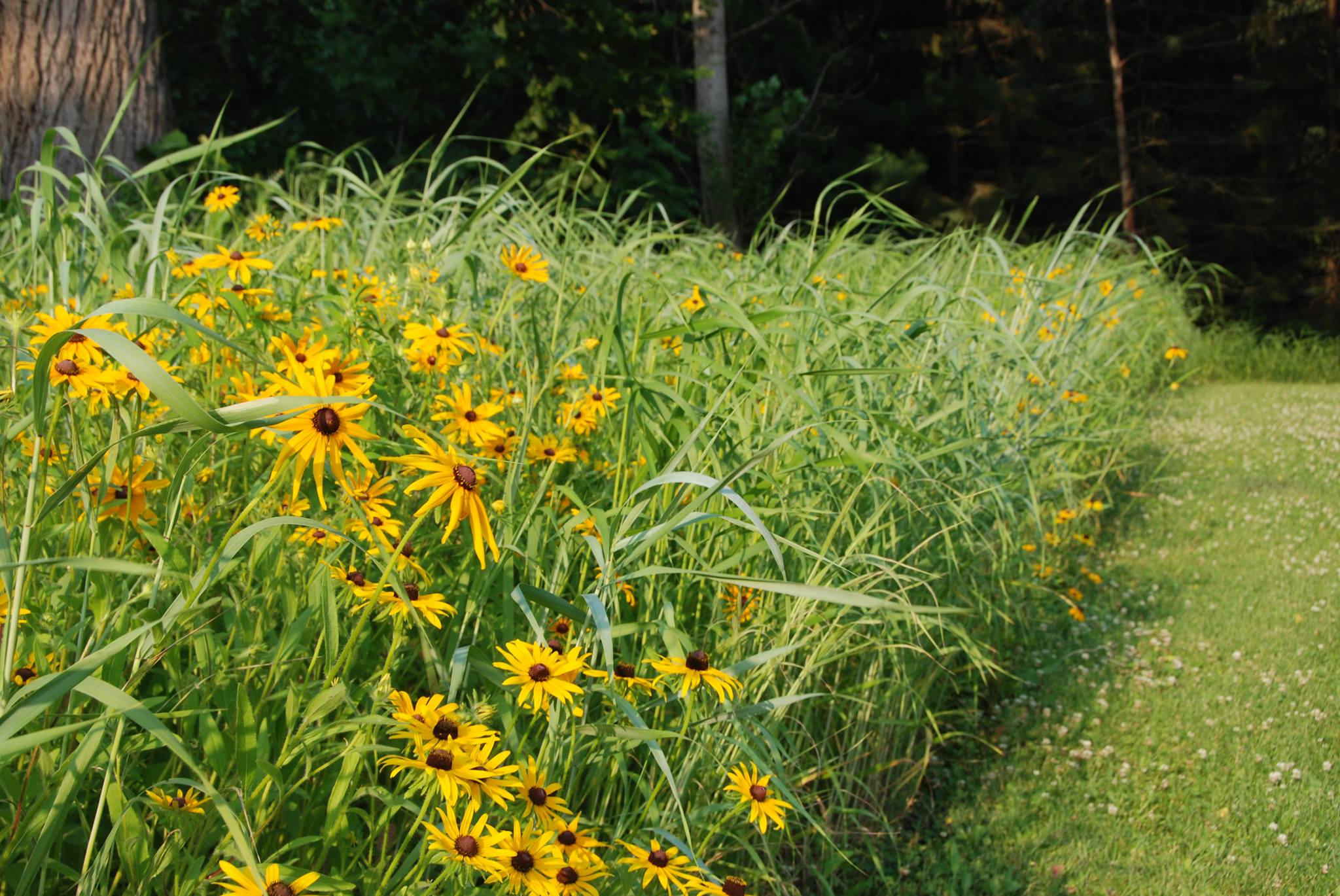 Native Plants and Natural Areas Restoration Group | Virginia Wild Rye ...