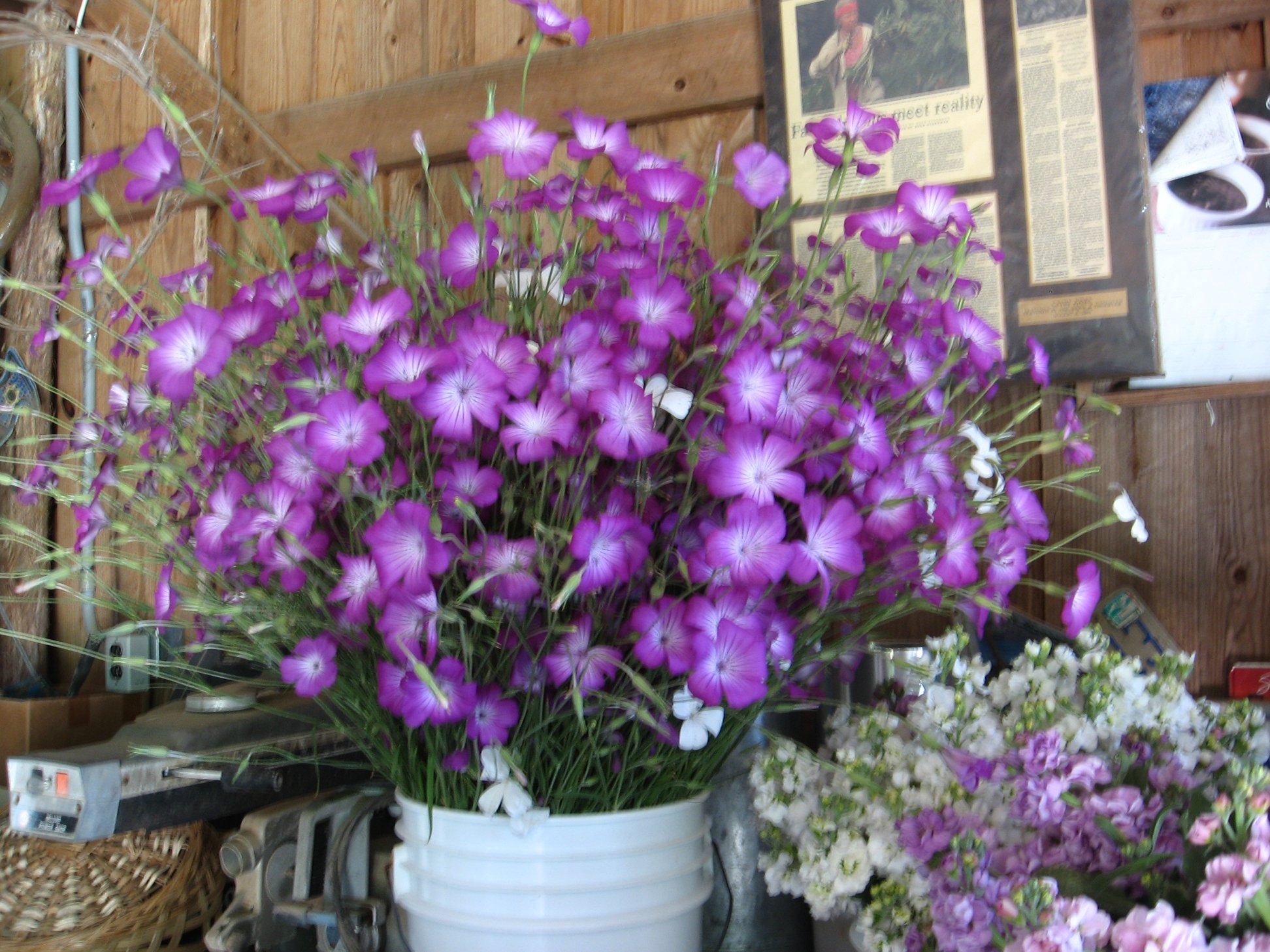 Perry-winkle Farm - Home