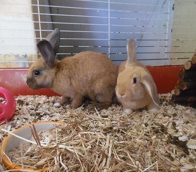 Greenwich rabbit rescue | Facebook