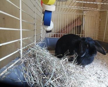 Greenwich rabbit rescue | Facebook