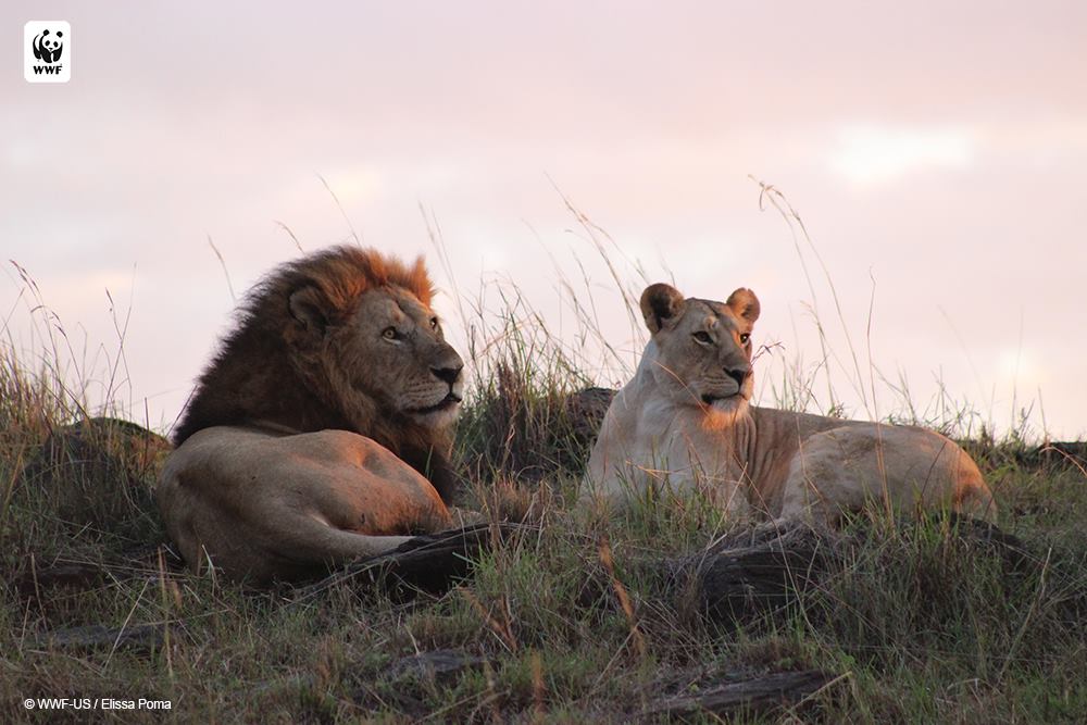 World Wildlife Fund - “A mating pair of lions lounges together during ...