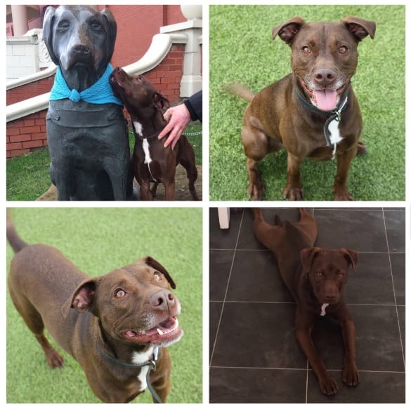 BENJI NEEDS A HOME - LIVERPOOL... - Freshfields Animal Rescue | Facebook
