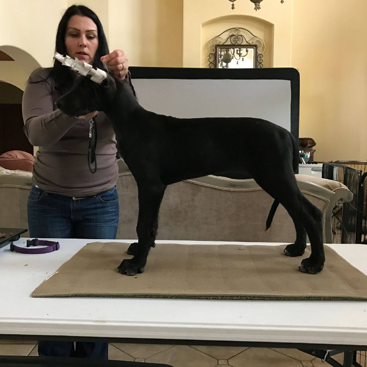 Sharcon Great Danes - Olivia out of CH MDT Naples Sanroque Arrowsmith X ...
