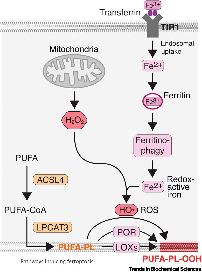 Nature research paper: Spermine is an endogenous iron chelator that inhibits ferroptosis