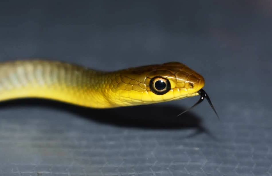 Homeless Herps - This snake has been ADOPTED! Animal