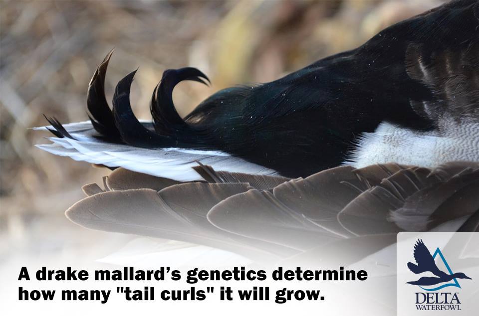 Delta Waterfowl Foundation - The answer to yesterday’s # ...