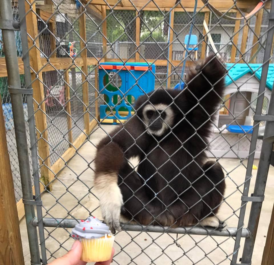The happiest of... - American Primate Educational Sanctuary