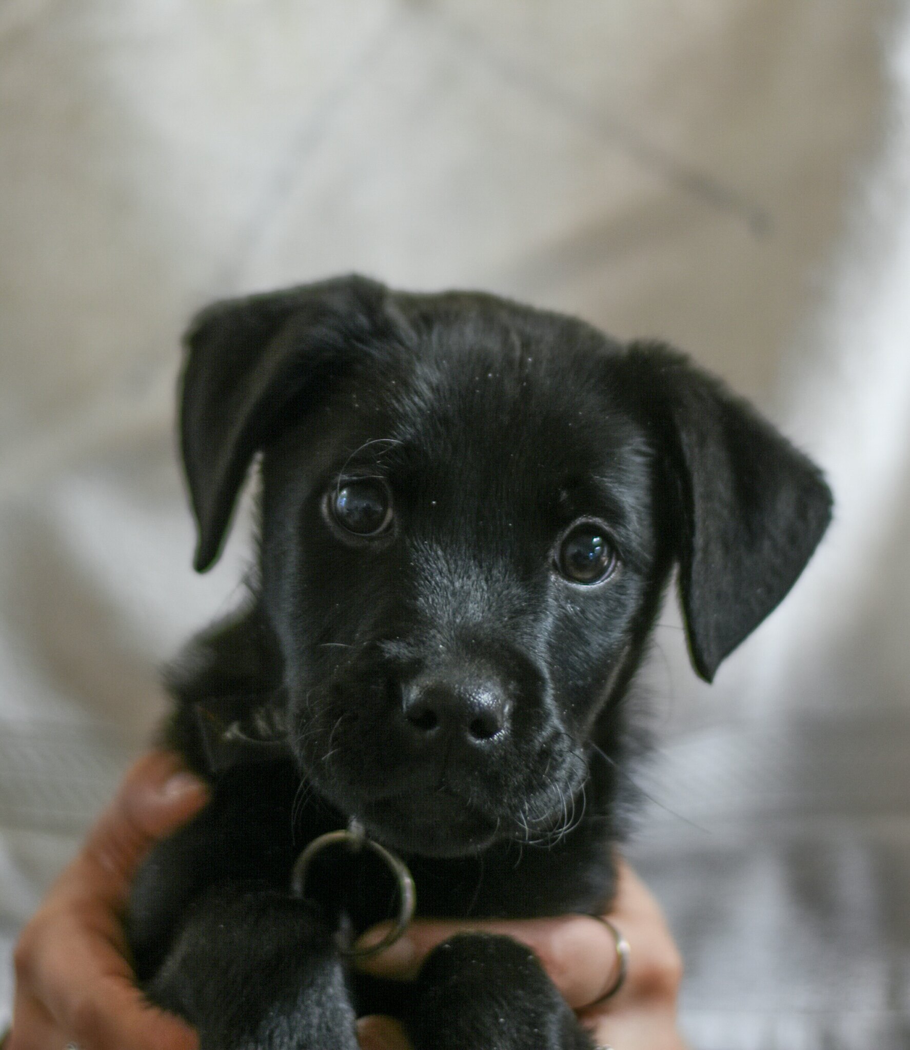 This little man found near 9 mile prairie, Johnsrud park. We are