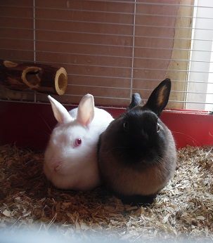 Greenwich rabbit rescue | Facebook